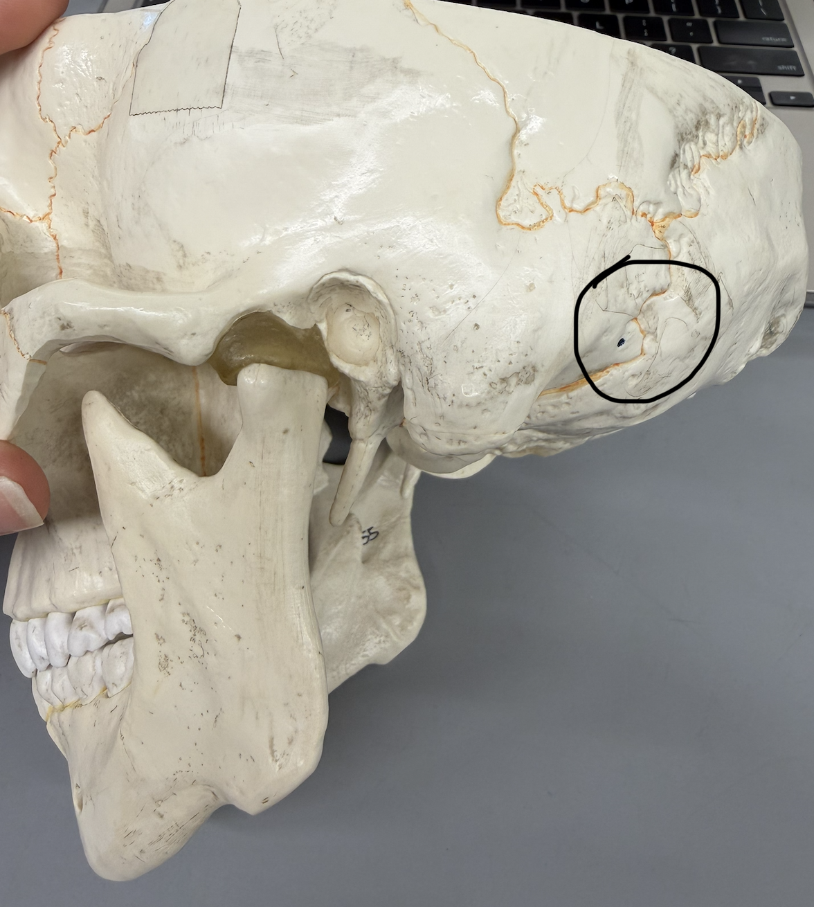 <p>small hole on superior, posterior part of mastoid process</p>