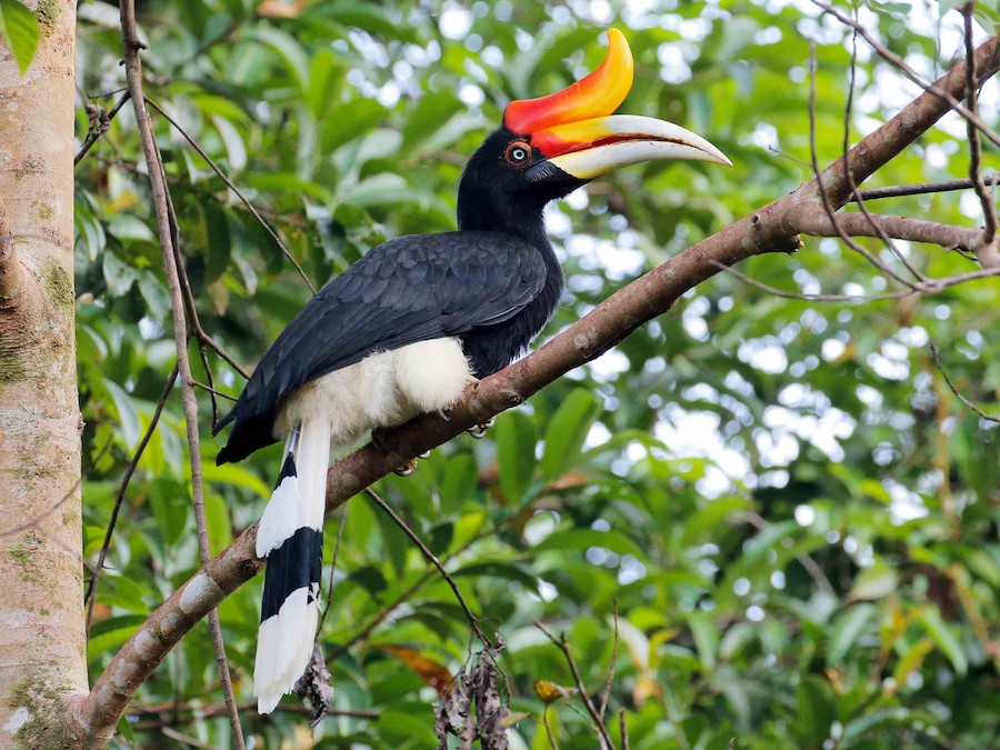 <p>Status: NT</p><p>family: Bucerotidae</p>