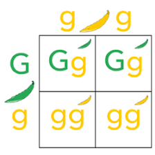 <p>Punnet square and genotypes and phenotypes</p>
