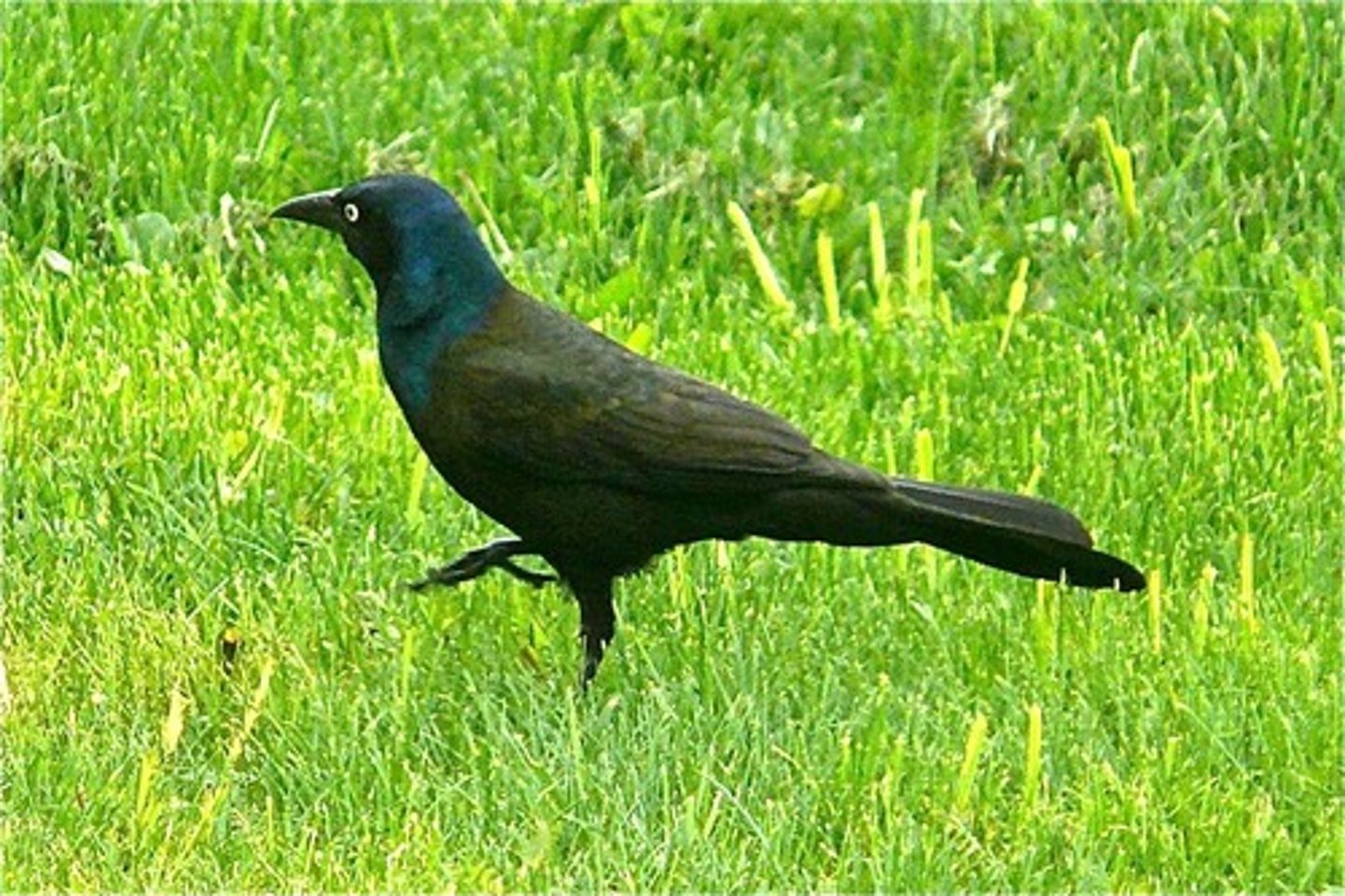 <p>Passeriformes</p><p>Iridescent head, blackish and somewhat large</p>