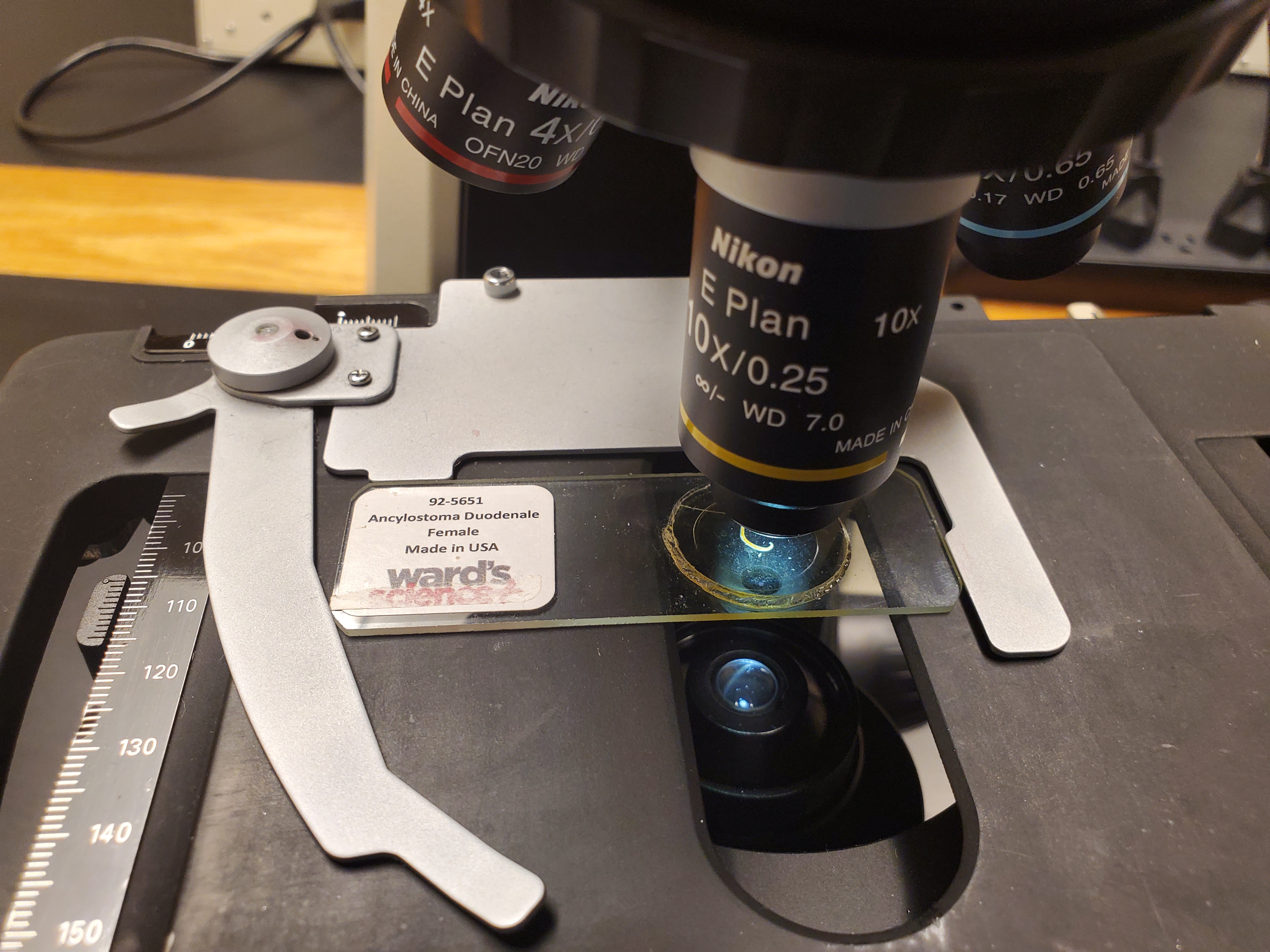 <p>Ancylostoma Duedenale Female Posterior End</p>