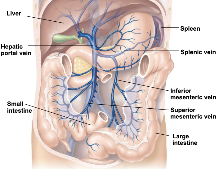 <ul><li><p>hepatic portal vein receives blood from the digestive tract and accessory organs to be filtered by liver</p><ul><li><p>nutrients and harmful agents are removed</p></li><li><p>filtered blood in the liver is sent to the IVC</p></li></ul></li><li><p>superior mesenteric, inferior mesenteric, and splenic veins empty in to the hepatic portal vein</p></li></ul><p></p>