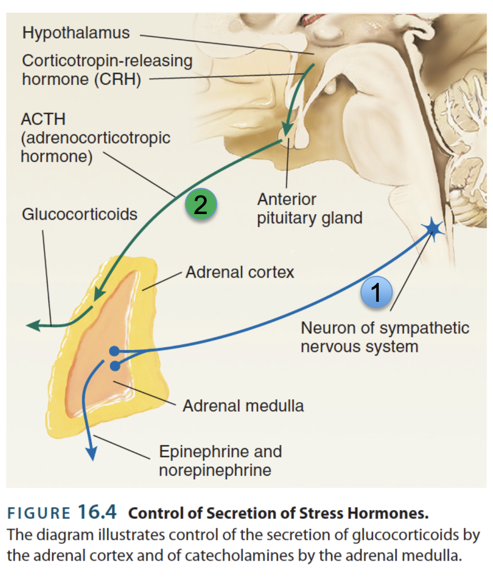<p><u>Physiological process</u>: </p><ol><li><p>Activation of <strong>sympathetic branch</strong> (fight or flight)<strong> </strong>of the ANS</p><ul><li><p>Adrenal glands above kidneys release epinephrine and norepinephrine</p></li></ul></li><li><p>Activation of the <strong>hypothalamus-pituitary adrenal gland (HPA axis)</strong></p><ul><li><p>Hypothalamus releases <strong>corticotropin-releasing hormone (CRH)</strong> → </p></li><li><p>Pituitary gland releases <strong>adrenocorticotropic hormone (ACTH)</strong> →</p></li><li><p>Adrenal gland releases <strong>glucocorticoids</strong> (primarily <strong>cortisol</strong>)</p></li></ul></li></ol><p></p><p><u>Physiological consequences</u>:</p><ul><li><p>See symptoms of the sympathetic NS</p></li></ul><p></p>