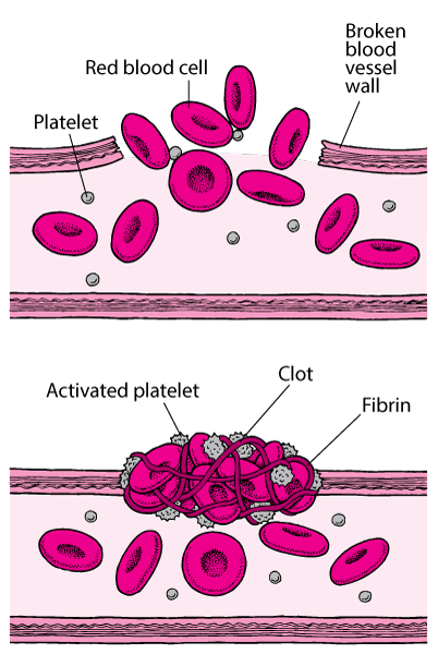 <p>Works with fibers to stop bleeding in the cell</p>