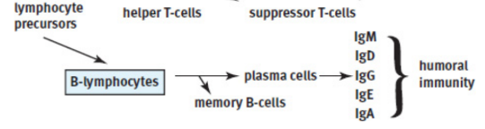 <p>turn into plasma cells to produce antibodies as part of adaptive immunity; binding of antigen causes activation</p>
