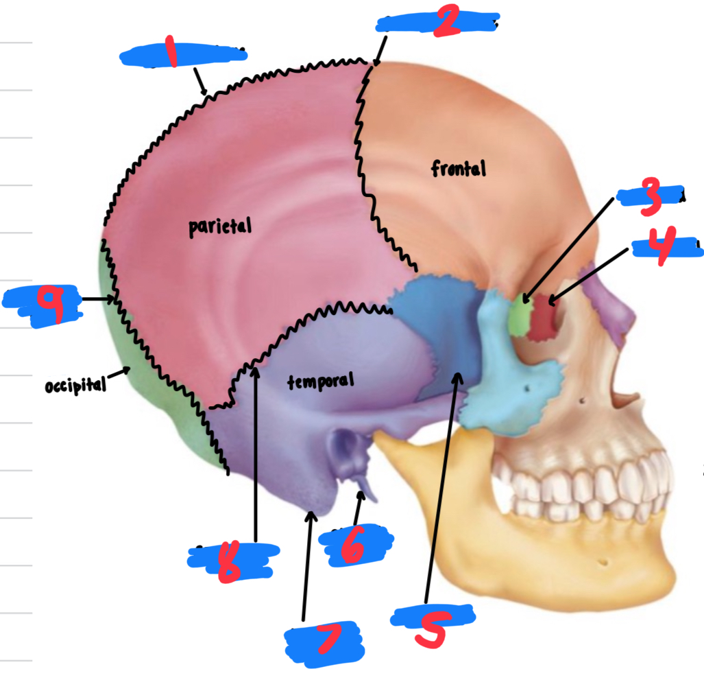 <p>9</p>