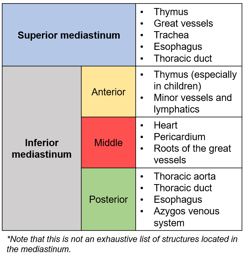 <p><strong>Superior Mediastinum:</strong></p><ul><li><p>Thymus</p></li><li><p>Great vessels</p></li><li><p>Trachea</p></li><li><p>Esophagus</p></li><li><p>Thoracic duct</p></li></ul><p><strong>Inferior Mediastinum:</strong></p><ul><li><p><strong>Anterior:</strong> Thymus (in children), minor vessels, and lymphatics</p></li><li><p><strong>Middle: Heart, pericardium, and roots of great vessels</strong></p></li><li><p><strong>Posterior:</strong> Thoracic aorta, esophagus, thoracic duct, and azygos venous system</p></li></ul><p></p>