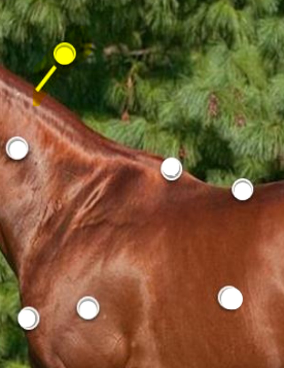 <p>What is body part is indicated on the image</p>