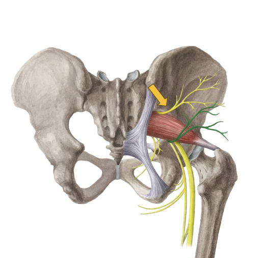 <p>The inferior gluteal nerve (green) innervates…</p>