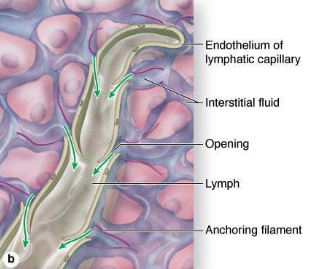 <p>absorb interstitial fluid from the interstitium</p><ul><li><p>single layer of epithelial cells</p></li><li><p>no valves in the lumen</p></li></ul><p></p>