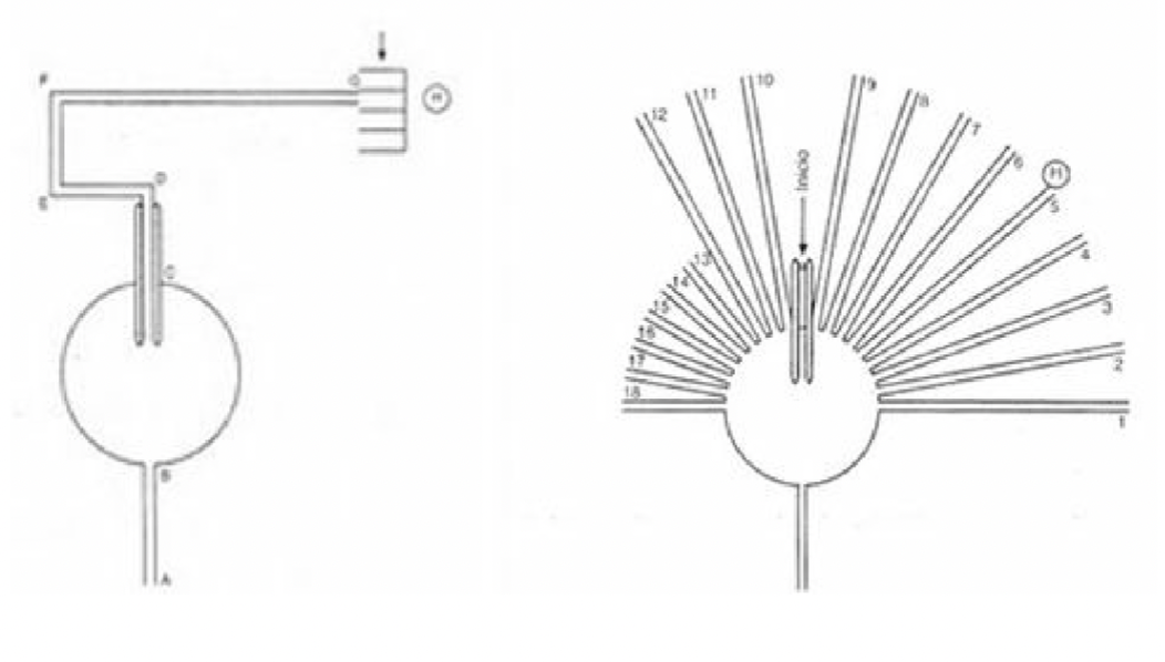 <p></p><ul><li><p><span style="background-color: transparent;">Rats learned a complex maze to reach food<br></span></p></li><li><p><span style="background-color: transparent;">Later, the usual path was blocked<br></span></p></li><li><p><span style="background-color: transparent;">Several new paths (shortcuts) were opened<br></span></p></li></ul><p><span style="background-color: transparent;"><strong>Rats chose the path that:</strong></span></p><ul><li><p><span style="background-color: transparent;">Led most directly to the goal</span></p></li><li><p><span style="background-color: transparent;">Even if they had never used it before</span></p></li></ul><p><span style="background-color: transparent;"><strong>Interpretation:&nbsp;</strong></span></p><ul><li><p><span style="background-color: transparent;">They formed a <strong>cognitive map</strong> of the maze</span></p></li><li><p><span style="background-color: transparent;">Behavior was guided by an internal spatial representation</span></p></li></ul><p></p>