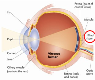 Optic disc; where the optic nerve leaves the eye; no photo receptors (rod and cone cells)