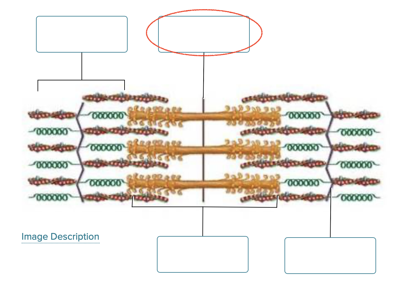 <p><span>Label the structures of a sarcomere.</span></p>