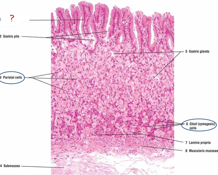 <p>what type of epithelium composes the stomach and intestine?</p>