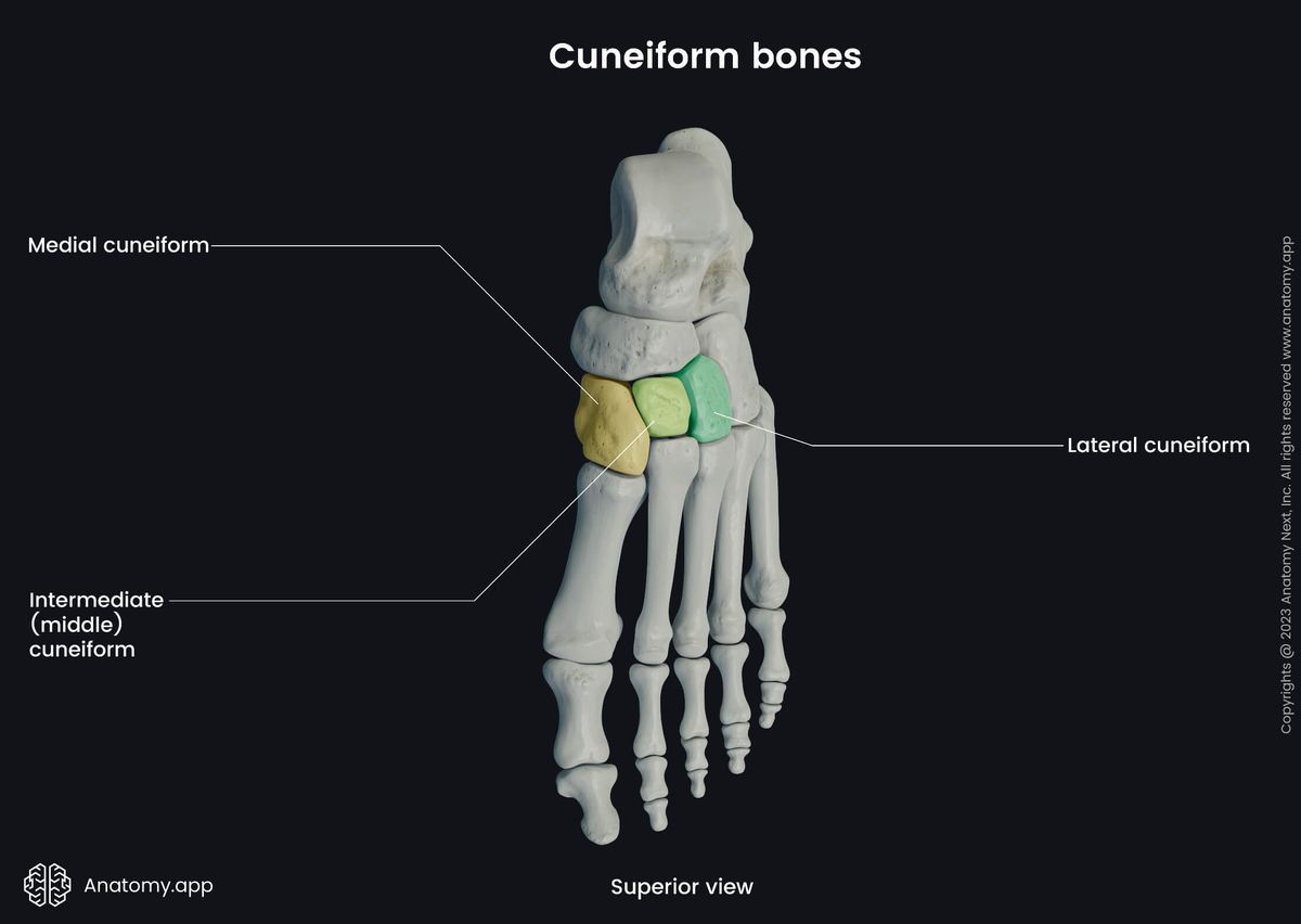 <p>Foot (Tarsals): Bone Location</p>