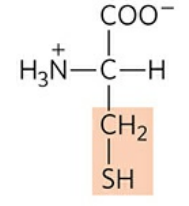 <p>pK<sub>a </sub>of R group: 8.4</p><p>Abbreviation: Cys, C</p><p>only amino acid in R configuration (others in S-configuration)</p><ul><li><p>Extracellular space is oxidizing, favoring formation of disulfide bridges</p></li><li><p>Intracellular space is reducing, favoring cysteines</p></li></ul><p></p>