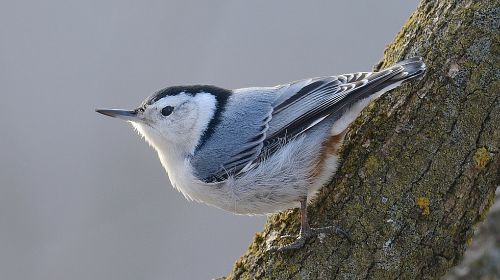 <p><em>White-breasted</em> Nuthatch </p>
