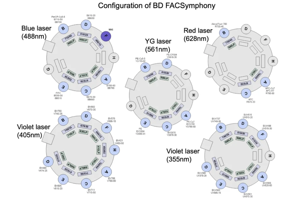 <p><span><span>The Fortessa is a 4 laser flow cytometer capable of detecting up to 18 fluorescence parameters simultaneously with state of the art optics to ensure maximal excitation, and collection of signals.</span><span><br></span><span>• 50mW 488nm (blue),</span><span><br></span><span>• 50mW 532nM (green),</span><span><br></span><span>• 200mW 628nm (red),</span><span><br></span><span>• 100mW 402nm (violet) laser.</span></span></p><p>blue laser: different lasers in different filters in the different channels</p>