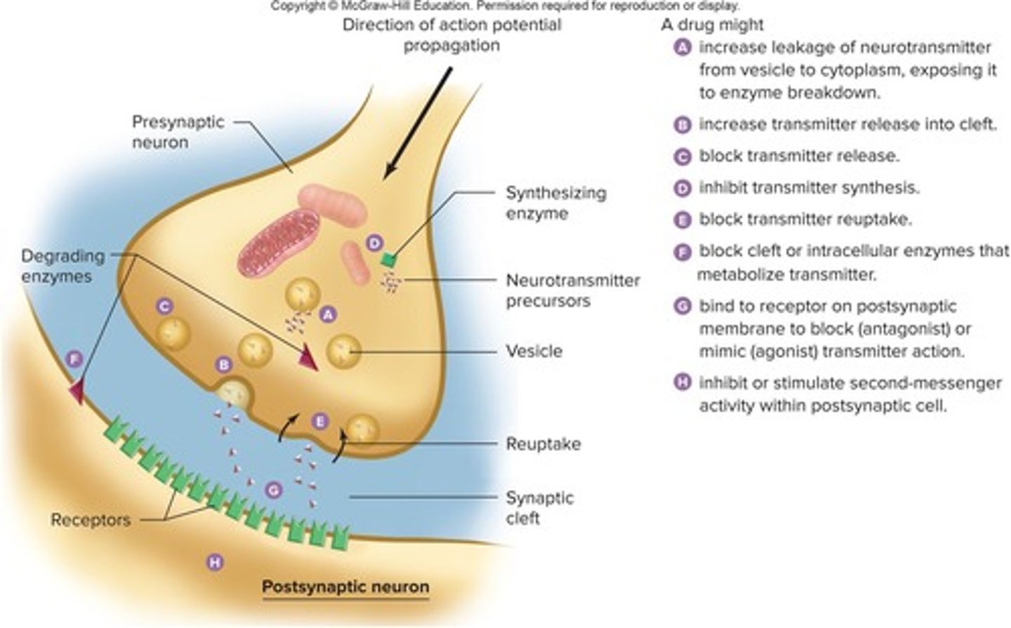 <p>Drugs interfere with or stimulate these processes in neurons.</p>