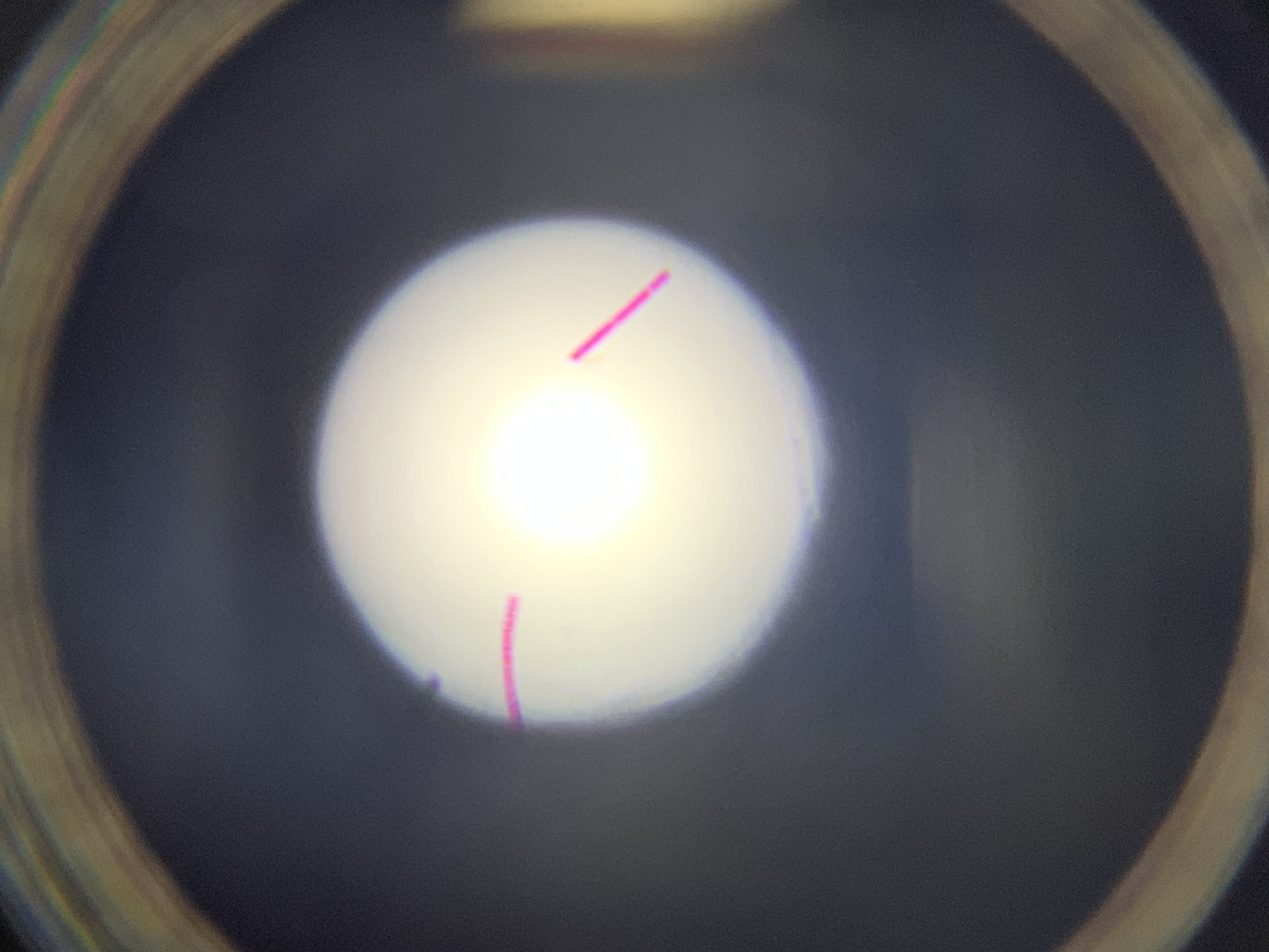 <p>Oscillatoria </p>