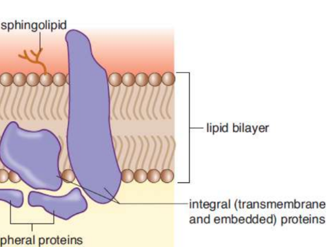 <p>pass completely through the lipid bilayer; Transporters, channels, and receptors</p>