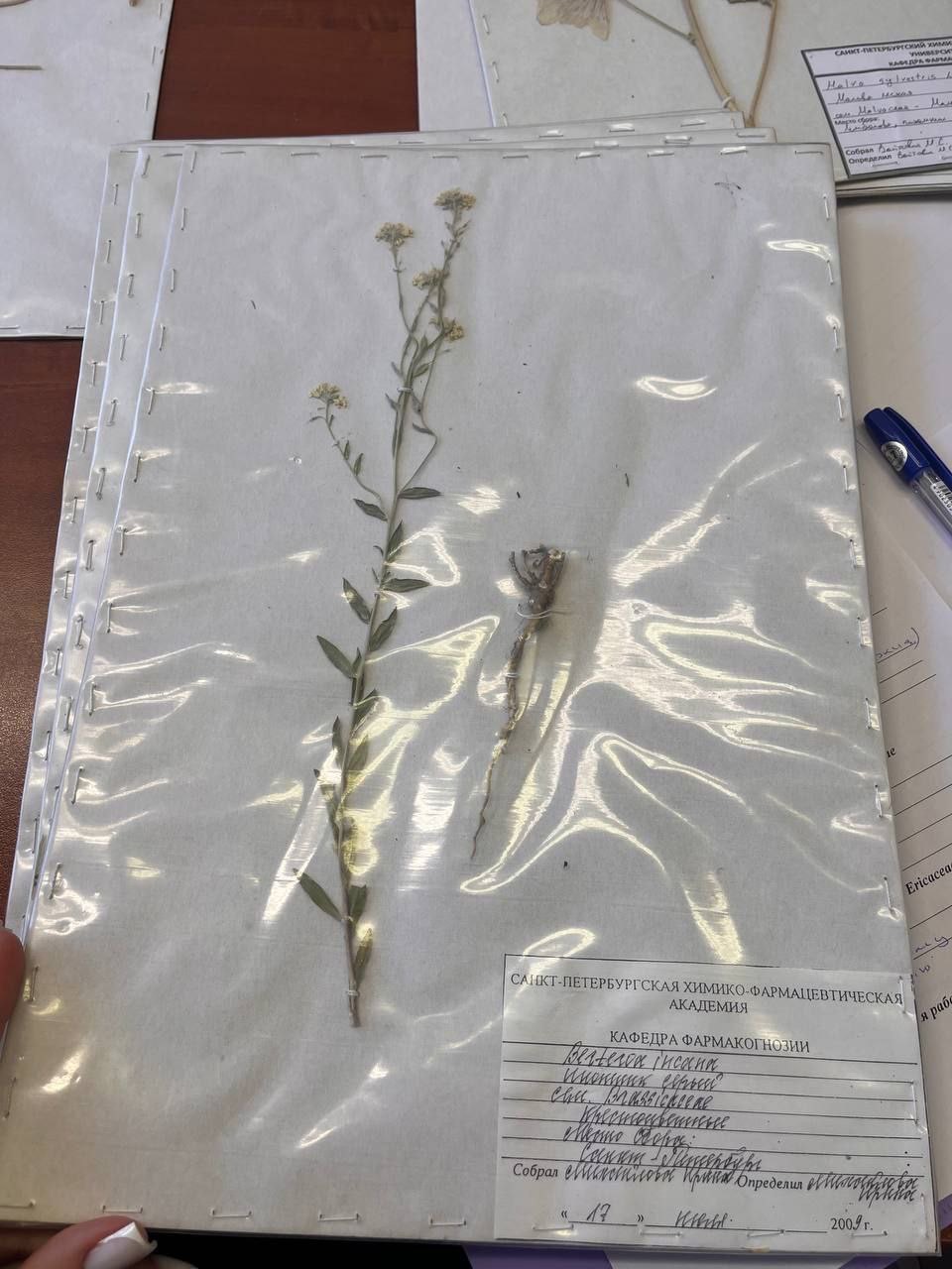 <p>икотник серый </p>