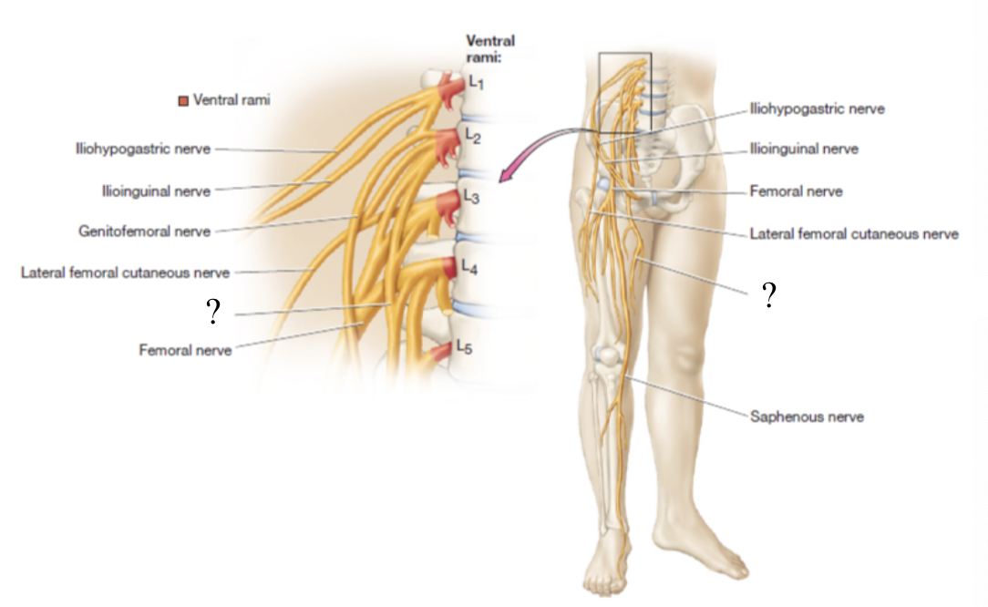 <p>located in the medial thigh to supply the medial thigh muscles and skin </p><p></p>
