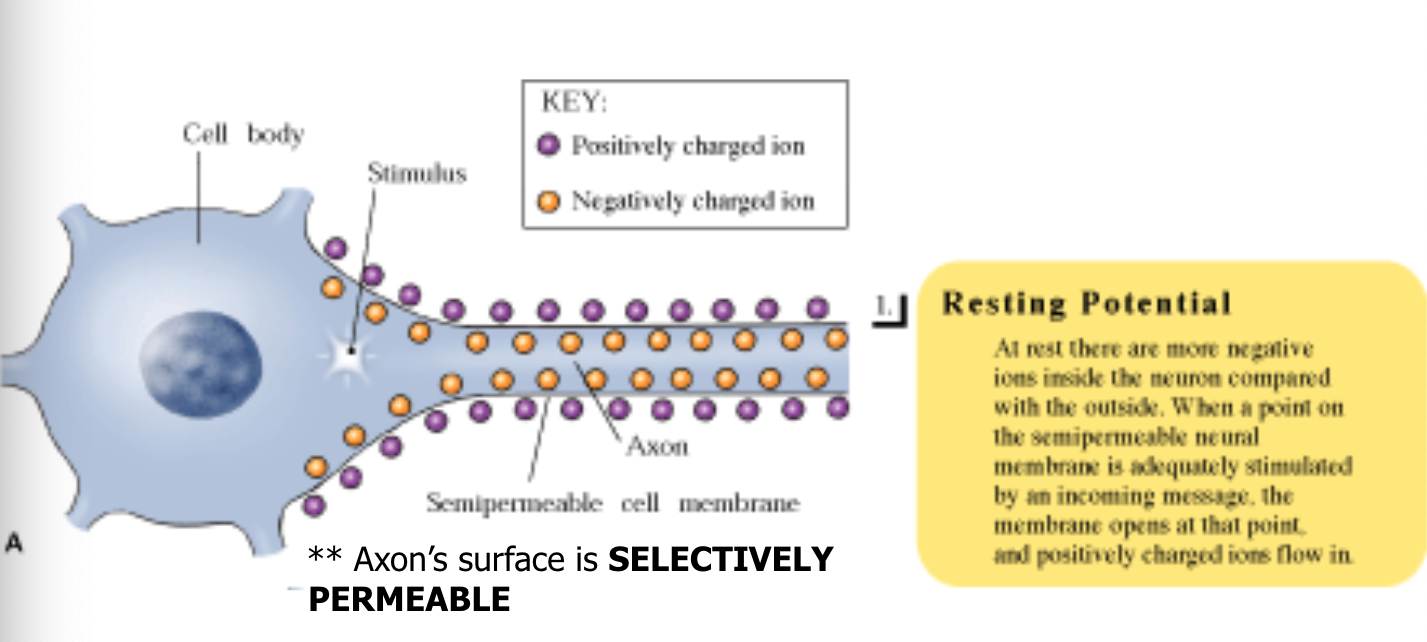 <p>Neuron is not transmitting information- it is resting </p>