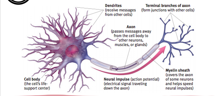 <p>Neurons</p>