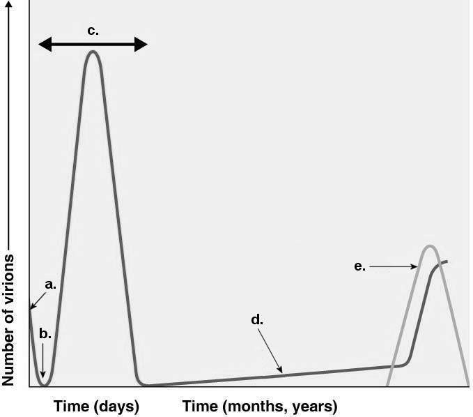 <p>Assume a patient had chickenpox (human herpesvirus 3) as a child. Which line on the graph below would show the number of viruses present in this person as a 60-year-old with shingles (human herpesvirus 3)?</p>