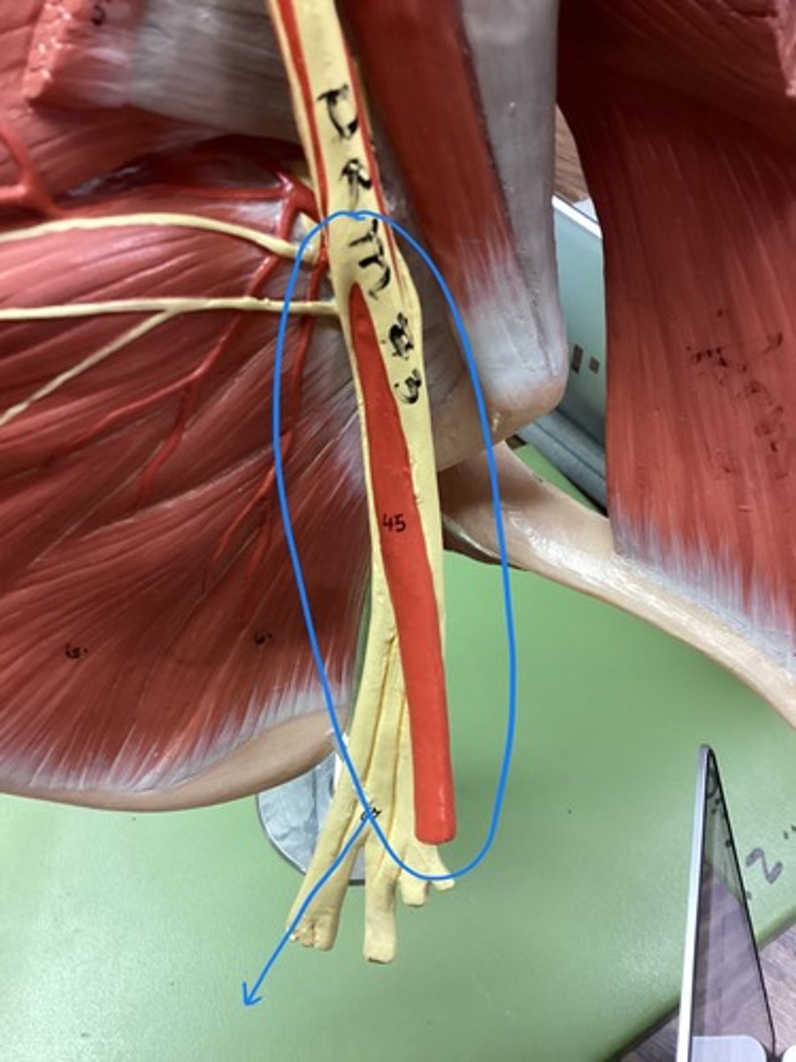 <p>artery that carries oxygenated blood to the axilla (armpit) area</p>