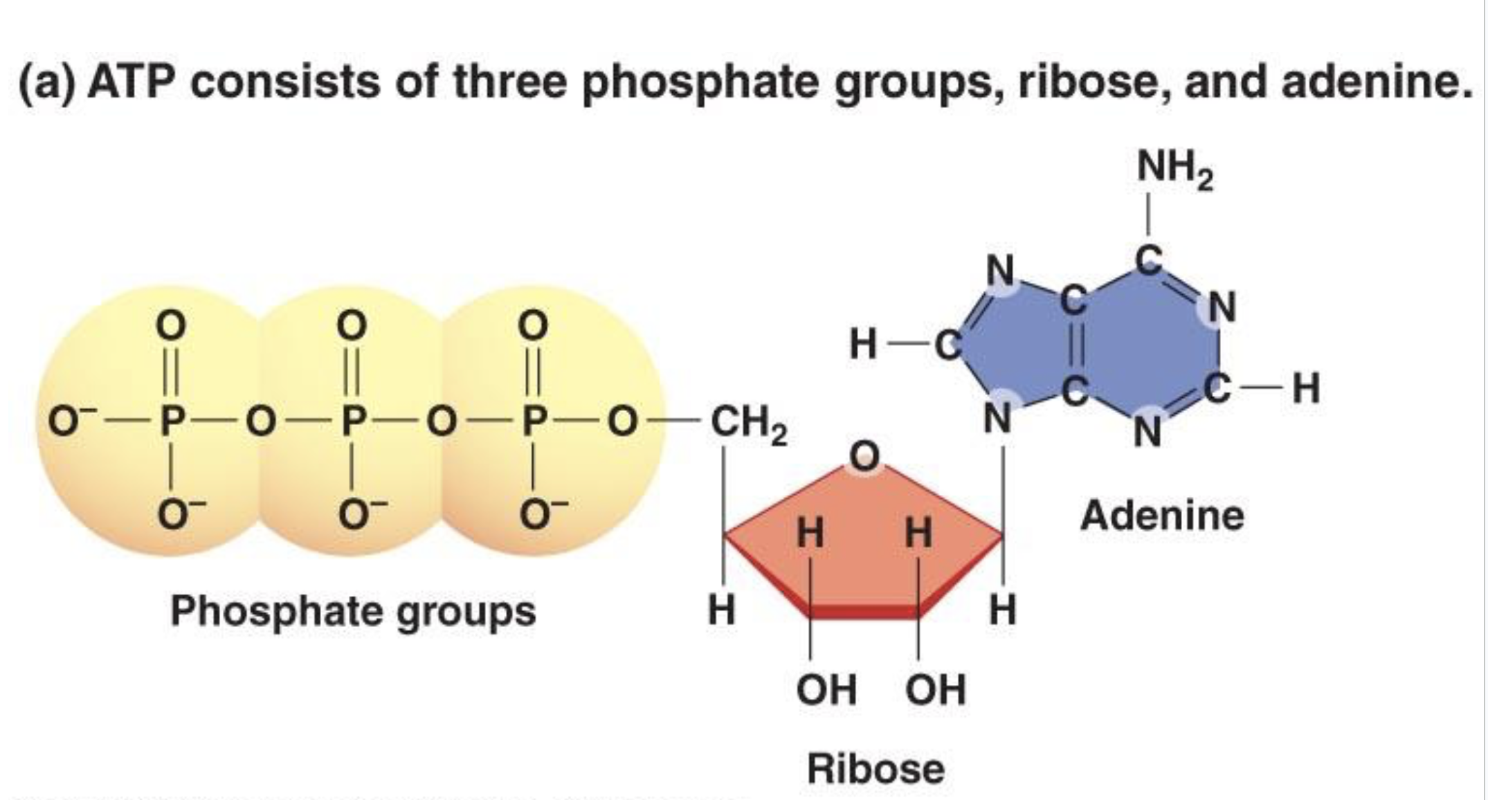 <p>Adenosine triphosphate; the primary energy carrier in cells.</p>