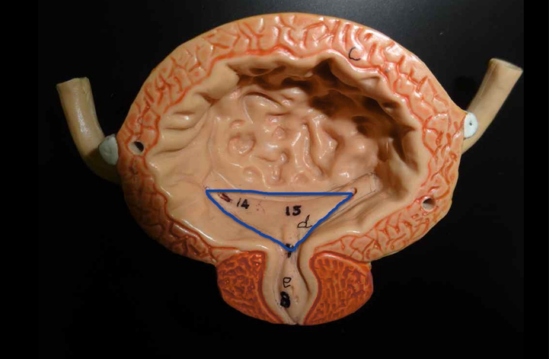 <p>Name the structure </p>