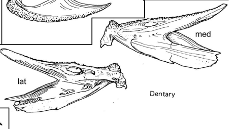 <p>The main bone of the lower jaw.</p>
