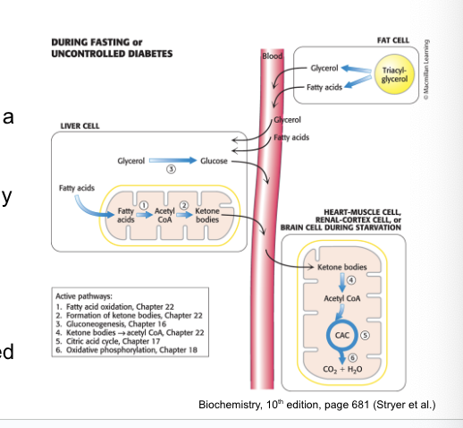 <p>ketone bodies to peripheral tissues</p><ul><li><p>during fasting or in untreated diabetics, liver converts <strong>fatty acids</strong> → <strong>ketone bodies</strong> which are a fuel source for number of tissues</p></li><li><p>ketone-body production = especially important during starvation when ketone bodies = predominant fuel</p></li><li><p>provides health benefits by shifting the energy balance towards <strong>increased</strong> triglyceride degradation</p></li></ul><p></p>