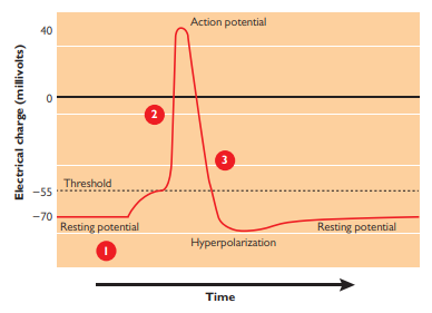 <p>How neurons communicate, abrupt waves of electrical discharge triggered by a massive change in charge inside the axon. When this occurs, the neuron fires.</p><p>Positively charged particles flow rapidly into the axon then flow out just as rapidly, causing a dramatic and sudden spoke in positive charge followed by a dramatic and sudden decrease in charge, with the inside charge ending up at a slightly more more negative than its original resting value. These radical shifts produce a release of electricity. Which then reaches the axon terminal.</p><p>Electrical impulse that travels down the axon triggering the release of neurotransmitters</p><ul><li><p>Does not vary in strength, but does vary in frequency</p></li></ul><p></p>