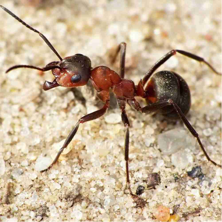 <p>mravenec lesní </p>