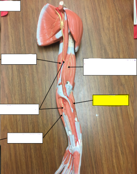 <p>what nerve is highlighted in yellow?</p>