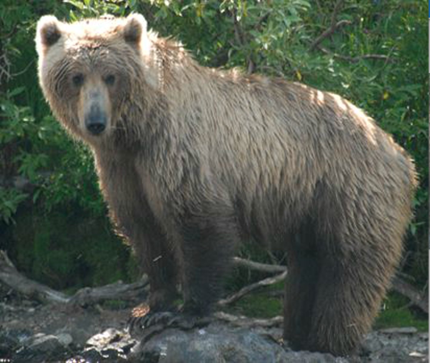 <p>Identify the species shown:</p>