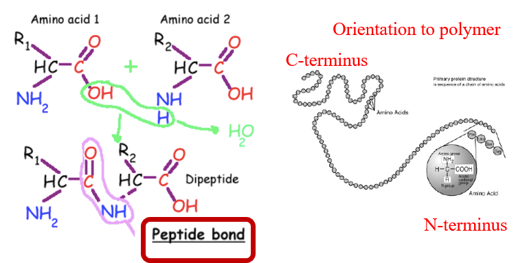 <p>N to C orientation</p>