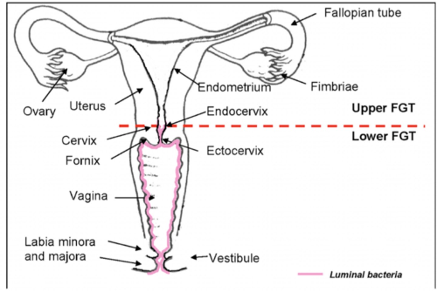 <p>- Uterus</p><p>- Fallopian tubes</p><p>- Ovaries</p>