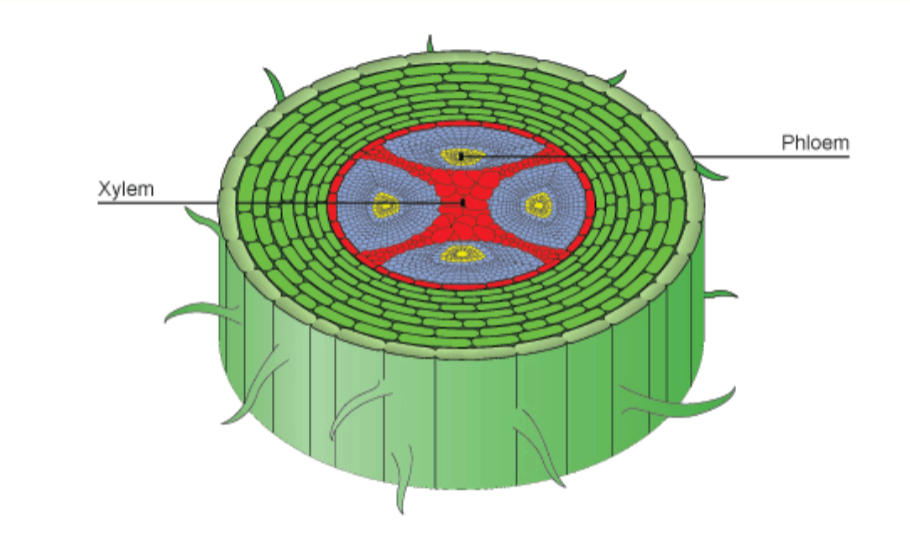 <p>Stems: Vascular Tissues</p>