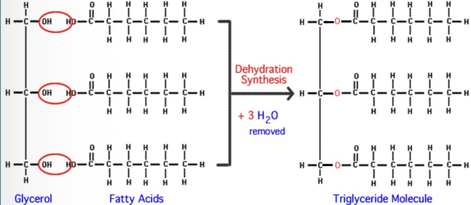 <ul><li><p>saturated</p></li><li><p>linked to glycerol using three dehydration reactions to form a triglyceride molecule</p></li></ul>