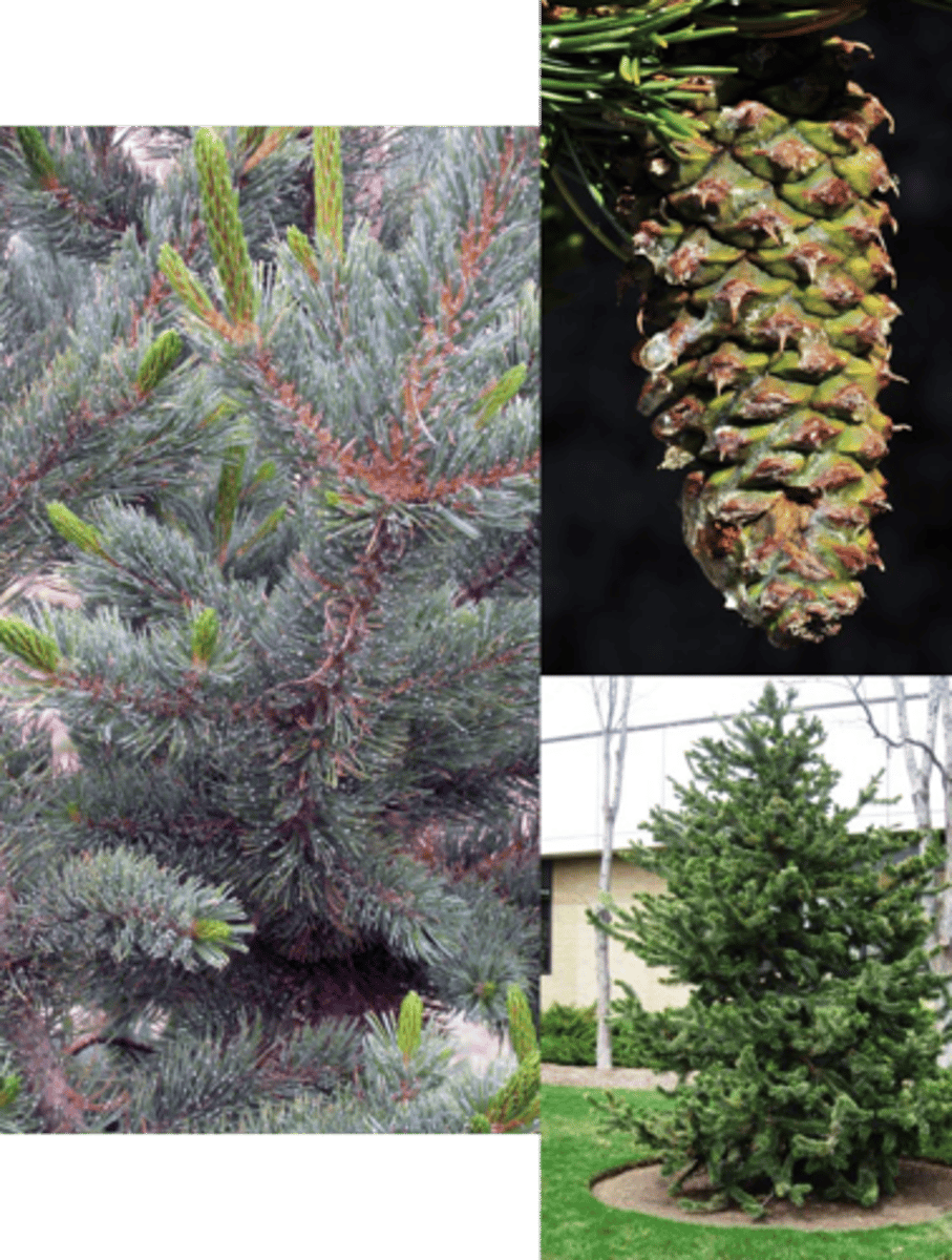 <p>the world's oldest known living tree (5,068 years in 2018)</p><p>- dendrochronology ≈ 9000 years exists</p>