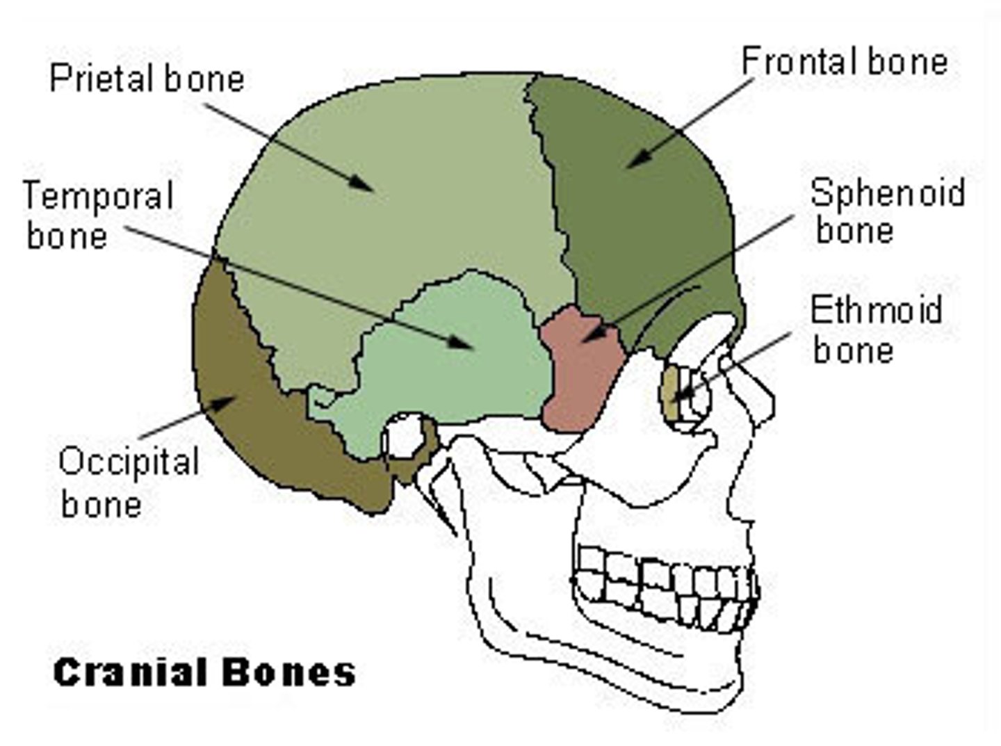 <p>skull bones: ethmoid, frontal, occipital, parietal, sphenoid, and temporal</p>