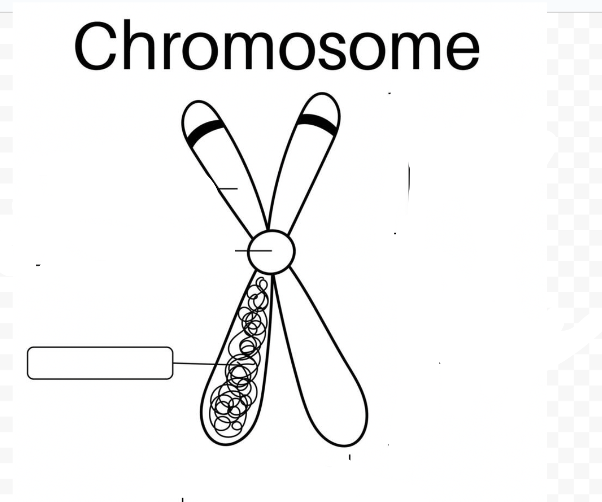 <p>Chromosome Part</p>