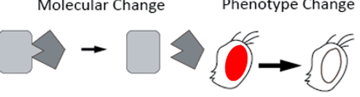 <p>a mutation that eliminates the function of the entire polypeptide or a critical domain</p>