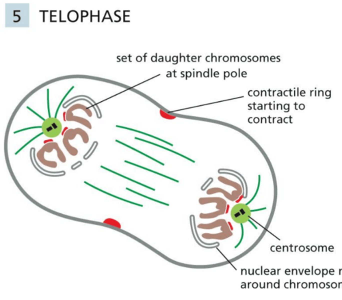 <p>Telophase</p>