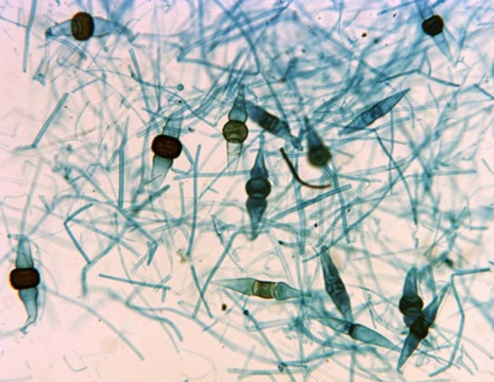 <p>Phylum? Monophyletic?</p>