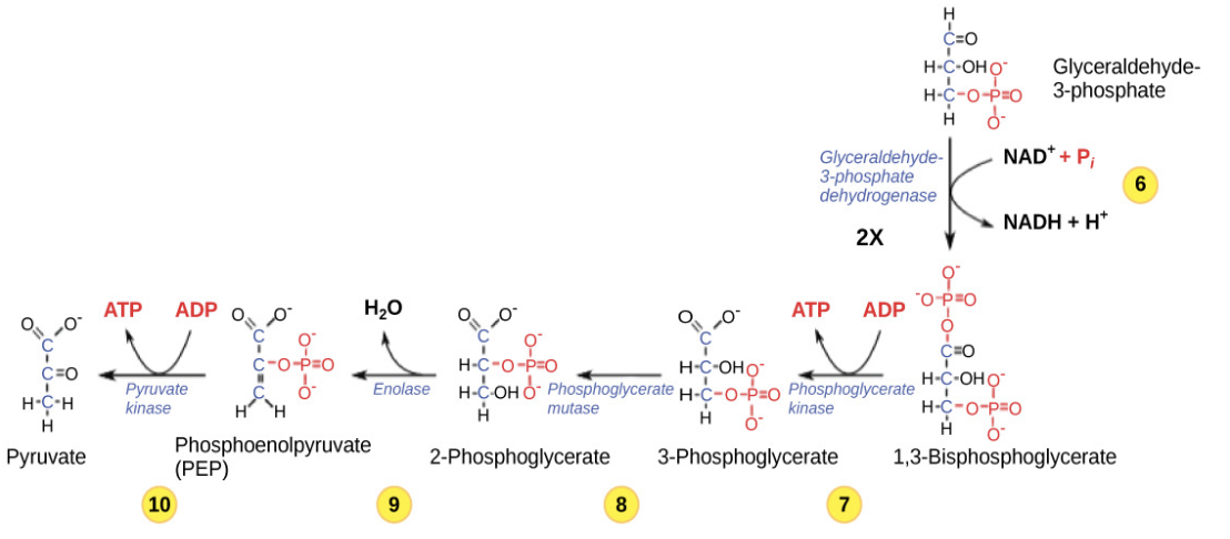 <ul><li><p>Involves energy extraction, yielding ATP and NADH.</p></li><li><p>involves phosphorylation without ATP investment (step 6) and produces two NADH and four ATP molecules to generate 2 pyruvate molecules</p></li></ul><p></p>